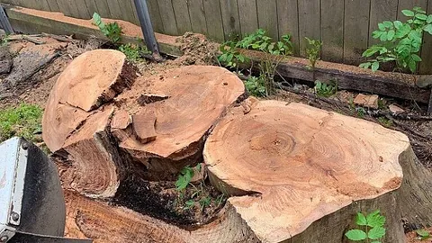 Trestubb som skal freses bort